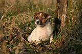 JACK RUSSEL 366